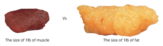 ultrra-muscle-vs-fat